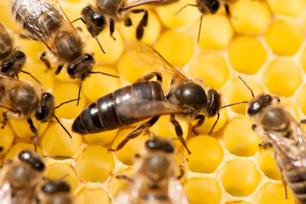 Vente de reine abeille