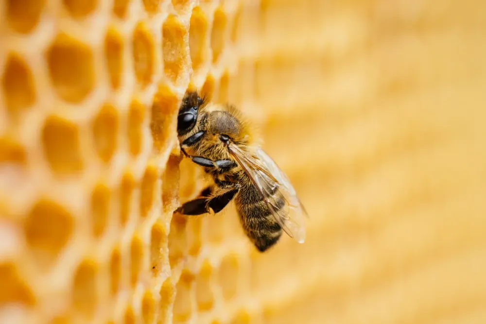 Cire d'abeille à Niherne