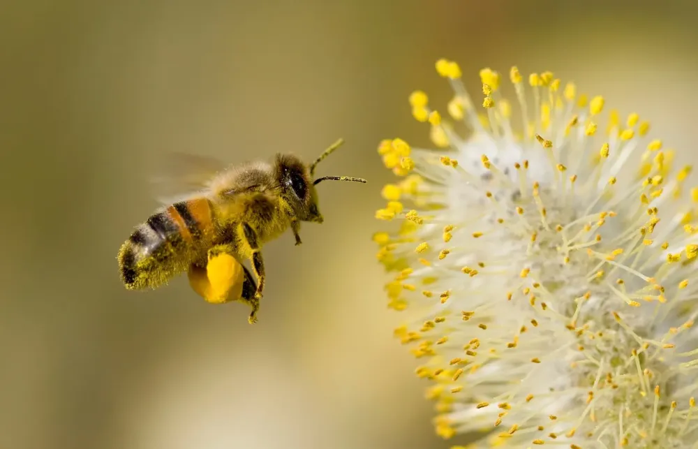 Pollen à Niherne